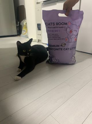 겟플렉스 켓플렉스 캣츠룸BS-1 고양이모래 4kg — 5점을 준 리뷰어가 2020년 12월 올린 사용 사진