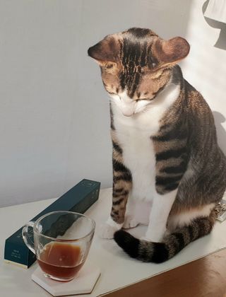 둘둘이님이 올린 리뷰 사진 1