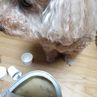 비타크래프트 조에시 하트캔 85g 강아지 습식캔 10캔 — 5점을 준 리뷰어가 2021년 9월 올린 사용 사진