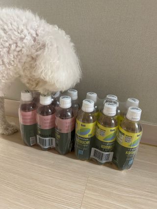 더그레잇티 콤부차 [매일유업] 더그레잇티 44kcal 콤부차 300ml *12개입 (오리지널 6개+베리리치 6개) — 5점을 준 리뷰어가 2023년 8월 올린 사용 사진
