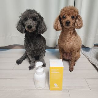 [댕모어 샴푸 2종] 댕샴푸 / 퍼피샴푸  2종 세트 (300ml) — 5점을 준 리뷰어가 2023년 10월 올린 사용 사진