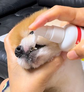 프리[경남제약 레모나x댕모어]  강아지 고양이 구취제거 충치 예방 덴탈클리너 120ml — 5점을 준 리뷰어가 2024년 7월 올린 사용 사진