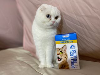 씨디랩 장 건강과 구강 건강을 한 번에 더블락토 강아지 고양이 유산균 — 5점을 준 리뷰어가 2021년 1월 올린 사용 사진