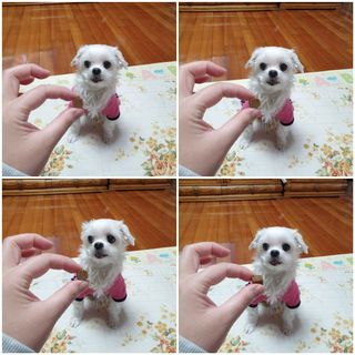 My Pet Care 천연단백질 관절건강에 개좋아 — 5점을 준 리뷰어가 2021년 2월 올린 사용 사진