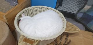 0.8L 마케팅팀 - — 5점을 준 리뷰어가 2021년 5월 올린 사용 사진