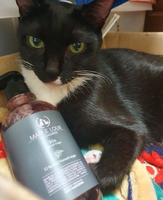 마리앤루이펫샴푸 [mari and louie pet shampoo] — 5점을 준 리뷰어가 2021년 5월 올린 사용 사진