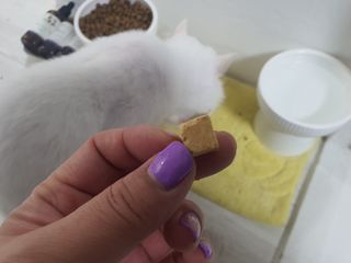 [펫시밀] 원물그대로 영양듬뿍 동결건조 왕북어트릿300g,왕치킨트릿400g,열빙어트릿300g 대용량 간식 — 5점을 준 리뷰어가 2023년 5월 올린 사용 사진
