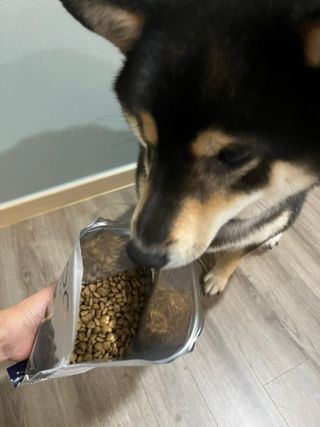 [푸디웜] 라포그 리얼인섹트 소프트키블 스킨 1KG — 5점을 준 리뷰어가 2022년 10월 올린 사용 사진
