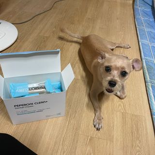 페페로니 클린플러스 덴탈오리껌 10g x 14p — 5점을 준 리뷰어가 2021년 7월 올린 사용 사진