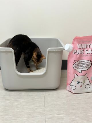 [미유박스] 화이트 퓨어 샌드 6kg — 5점을 준 리뷰어가 2024년 6월 올린 사용 사진