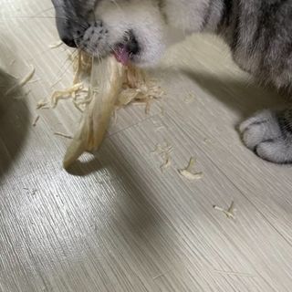 [펫시밀] 원물그대로 영양듬뿍 진공동결건조 치킨텐더100g, 열빙어트릿100g 강아지 고양이 간식 — 5점을 준 리뷰어가 2023년 5월 올린 사용 사진