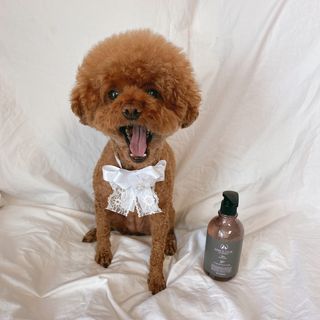 마리앤루이펫샴푸 [mari and louie pet shampoo] — 4.5점을 준 리뷰어가 2021년 6월 올린 사용 사진
