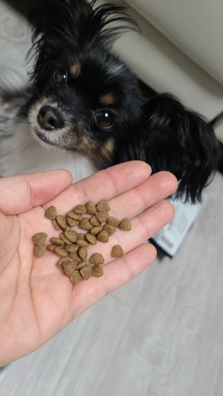 [푸디웜] 라포그 리얼인섹트 소프트키블 스킨 1KG — 5점을 준 리뷰어가 2022년 9월 올린 사용 사진