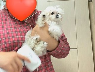 아베크 펫 강아지 고양이 애견 에어 브러쉬 드라이기 올인원 — 5점을 준 리뷰어가 2021년 7월 올린 사용 사진