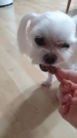 펫에이블 데일리바이트 키토 [비프], [치킨] — 5점을 준 리뷰어가 2021년 8월 올린 사용 사진