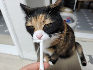 솔탄이love님이 올린 리뷰 사진 1