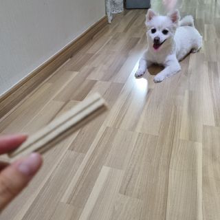 페페로니 2종 세트 클린플러스 덴탈껌 치킨+덕 — 5점을 준 리뷰어가 2021년 8월 올린 사용 사진