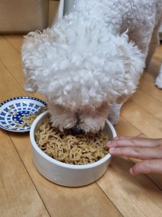 안심댕면 강아지라면 5봉지+쓰담쓰담 종합영양제 2스틱 샘플 증정 — 5점을 준 리뷰어가 2022년 8월 올린 사용 사진