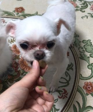 My Pet Care 천연단백질 관절건강에 개좋아 — 5점을 준 리뷰어가 2021년 3월 올린 사용 사진