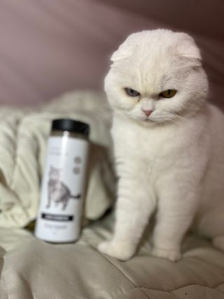화이집사님이 올린 리뷰 사진 4