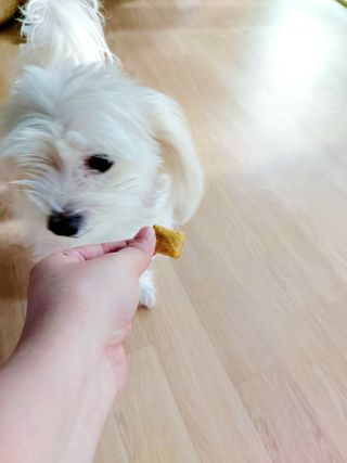 [보장균수5억] 건강한장 프로젝트 강아지간식 보스독 프로펍스트릿 170g 3종 — 4점을 준 리뷰어가 2021년 1월 올린 사용 사진