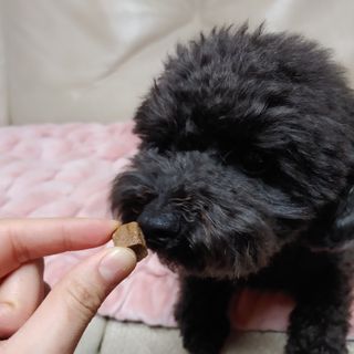 My Pet Care 천연단백질 관절건강에 개좋아 — 5점을 준 리뷰어가 2021년 1월 올린 사용 사진
