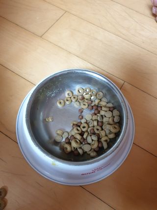 펫21 그로그로 5종 강아지 고양이 반려동물 한방 영양제 — 5점을 준 리뷰어가 2021년 12월 올린 사용 사진