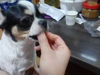 My Pet Care 천연단백질 관절건강에 개좋아 — 5점을 준 리뷰어가 2021년 1월 올린 사용 사진