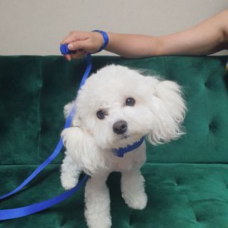 베이컨박스 [BACON] 고아웃클럽 이지그립 리드줄, 목줄 세트-BLUE — 5점을 준 리뷰어가 2021년 7월 올린 사용 사진
