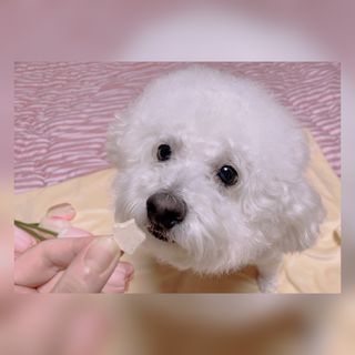 페페로니 자기전에 먹는 저알러지 껌 세트 치킨+오리 — 5점을 준 리뷰어가 2021년 7월 올린 사용 사진