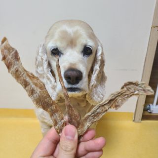 [보헤리] 국내산 강아지 육포간식 바삭 64 2종 — 5점을 준 리뷰어가 2022년 4월 올린 사용 사진