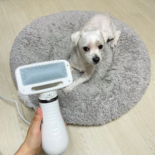 아베크 펫 강아지 고양이 애견 에어 브러쉬 드라이기 올인원 — 3.5점을 준 리뷰어가 2021년 7월 올린 사용 사진