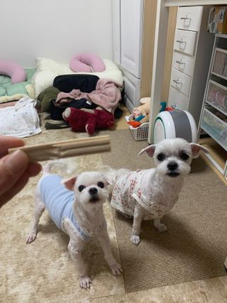 페페로니 클린플러스 덴탈오리껌 10g x 14p — 2.5점을 준 리뷰어가 2021년 7월 올린 사용 사진