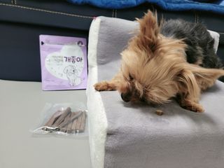 My Pet Care 천연단백질 치아건강에 개좋아 — 5점을 준 리뷰어가 2021년 2월 올린 사용 사진