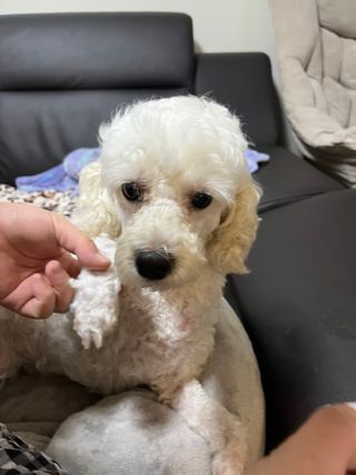 [레드허니밤]자유펫 고양이 강아지 발바닥 밤 14g — 5점을 준 리뷰어가 2021년 11월 올린 사용 사진