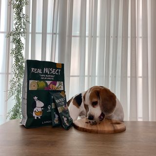 [푸디웜] 라포그  리얼인섹트 웨이트밸런스 저알러지 강아지 사료  1.2KG — 5점을 준 리뷰어가 2022년 7월 올린 사용 사진