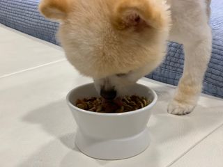 비타크래프트 조에시 하트캔 85g 강아지 습식캔 10캔 — 5점을 준 리뷰어가 2021년 7월 올린 사용 사진