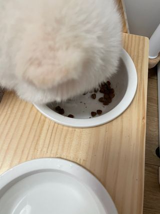 My Pet Care 모발과 모질 피부건강에 개좋아 — 5점을 준 리뷰어가 2021년 3월 올린 사용 사진