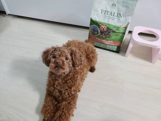 영국 바이탈린 강아지 애견사료 2kg — 5점을 준 리뷰어가 2021년 6월 올린 사용 사진