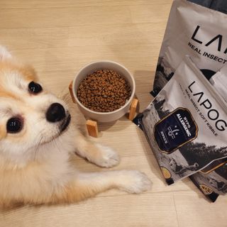 [푸디웜] 라포그 리얼인섹트 소프트키블 스킨 1KG — 5점을 준 리뷰어가 2022년 9월 올린 사용 사진