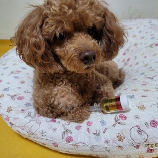무지조타 반려동물용 꽃으로만든영양제 헬리코디펜스 15ml — 4점을 준 리뷰어가 2021년 8월 올린 사용 사진