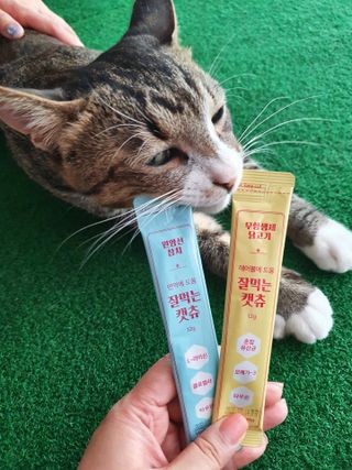 페페로니 잘 먹는 캣츄 - 무항생제 닭고기 12개 + 원양선 참치 12개 — 5점을 준 리뷰어가 2021년 8월 올린 사용 사진