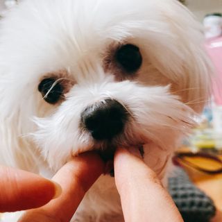 My Pet Care 천연단백질 관절건강에 개좋아 — 5점을 준 리뷰어가 2021년 1월 올린 사용 사진