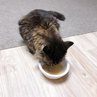 비타크래프트 고양이 수프 50g 3가지맛 x4팩씩 총 12팩 — 5점을 준 리뷰어가 2021년 8월 올린 사용 사진