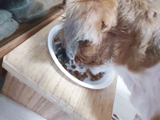 My Pet Care 장건강에 개좋아 — 5점을 준 리뷰어가 2021년 1월 올린 사용 사진
