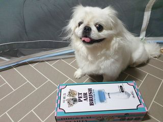 아베크 펫 강아지 고양이 애견 에어 브러쉬 드라이기 올인원 — 5점을 준 리뷰어가 2021년 7월 올린 사용 사진