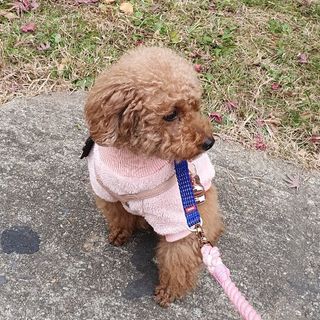 베이컨박스 [BACON] 고아웃클럽 산책 안전벨트 라이트 - 소형견용 — 5점을 준 리뷰어가 2021년 12월 올린 사용 사진
