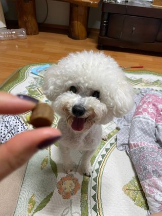 My Pet Care 천연단백질 관절건강에 개좋아 — 5점을 준 리뷰어가 2021년 2월 올린 사용 사진