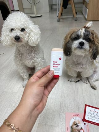 [레드허니밤]자유펫 고양이 강아지 발바닥 밤 14g — 5점을 준 리뷰어가 2021년 10월 올린 사용 사진