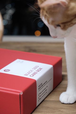 [자유펫] 고양이 턱드름 여드름 예방 및 제거 세트, 블랙씨드케어박스 — 5점을 준 리뷰어가 2021년 10월 올린 사용 사진